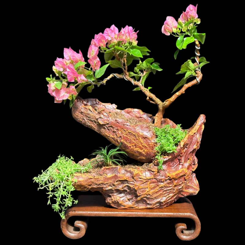 BOUGAINVILLEA